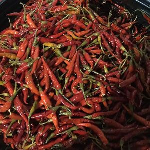 papryka_piri_czerwona_ostra